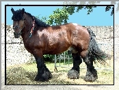 Konik