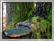 Kora, Krzywe, Drzewo, Pień, Mech