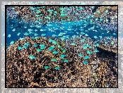 Ryby, Koralowce, Rafa koralowa, Niebieskie
