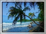 Kostaryka, Palmy, Morze, Plaża
