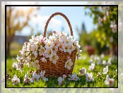 Wiklinowy, Białe, Kwiaty, Koszyk, Drobne, Różowe