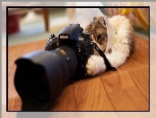 Kot, Nikon, Aparat, Fotograficzny