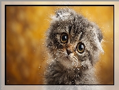 Bury, Grafika AI, Kot