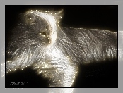 Kot, Fractalius