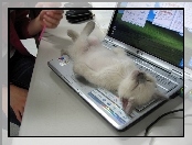 Kot, Odpoczynek, Klawiatura, Laptop