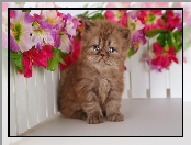 Kot perski, Mały, Kotek, Kwiaty, Płotek