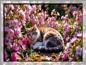 Kot, Różowe, Kwiaty