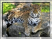 Skały, Jaguar