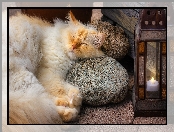 Kot, Rudy, Śpiący, Lampion, Niebieskooki, Kamienie