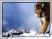 Śnieg, Kot, Puma