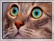 Kot, Oczy