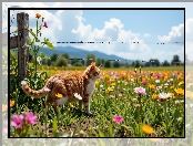 Ogrodzenie, Łąka, Rudy, Kot