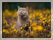 Kot brytyjski krótkowłosy, Żółte, Kwiatki