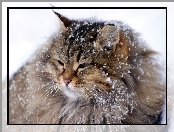 Kot, Zima, Płatki, Śniegu