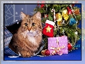 Kot, Boże Narodzenie, Prezenty, Choinka