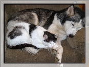 Śpiący, Siberian Husky, Kot, Pies