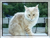 Kotek, Maine Coon, Ławka