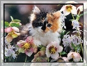 Kotek, Kwiatki