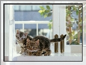 Koty, Parapet