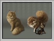 Trzy, Grafika, Koty