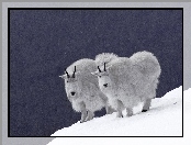Dwie, Kozy, Śnieg