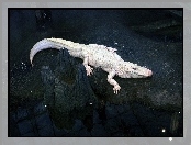 Biały, Krokodyl, Albinos