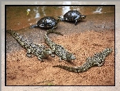 Młode, Krokodyle, Żółwie