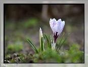 Białoliliowy, Krokus, Wiosna