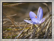 Sucha, Trawa, Krokus, Kwiat