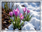 Fioletowe, Kwiaty, Śnieg, Krokusy, Grafika AI