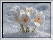 Białe, Śnieg, Zbliżenie, Krokusy, Grafika AI