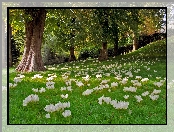 Krokusy, Anglia, Łąka, Park