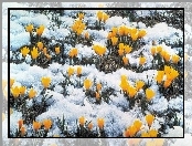 Żółte, Krokusy, Śnieg