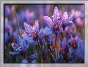 Szafrany, Grafika AI, Krokusy