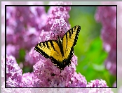 Żółto-czarny, Paź królowej, Kwitnący, Motyl, Lilak