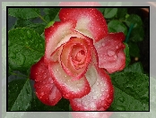Róża, Krople, Rosy