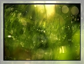 Trawa, Krople, Bokeh