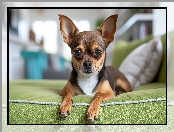 Chihuahua krótkowłosa, Zielona, Kanapa, Pies, Grafika Chihuahua krótkowłosa