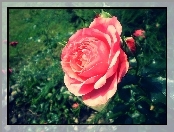 Krzew, Róż
