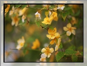 Kwiaty, Krzew, Złotlin japoński, Żółte