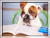 Książka, Pies, Buldog angielski, Okulary, Kalkulator