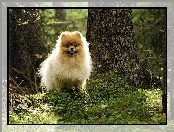 Kudłaty, Piesek, Pomeranian