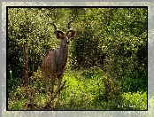 Kudu, Rośliny