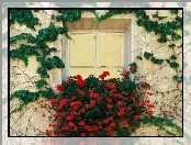 Okno, Bluszcz, Pelargonie