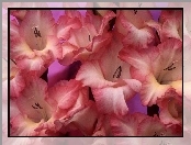 Mieczyki Gladiolus