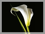 Biały, Kwiat, Kali