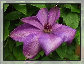 Kwiat, Clematis