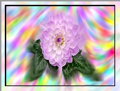 Kwiat, Grafika Farba olejna, Dalia, Rozmycie