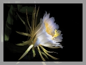 Epiphyllum, Kaktus, Biały, Kwiat
