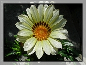 Kwiat, Gazania